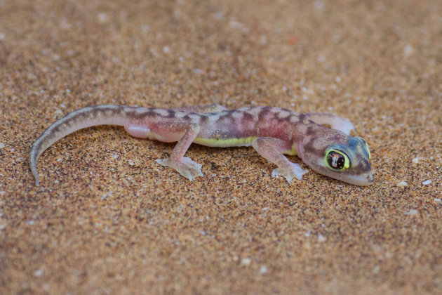 Zand op de ogen bij de gekko
