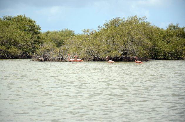Mangrove flamingo's