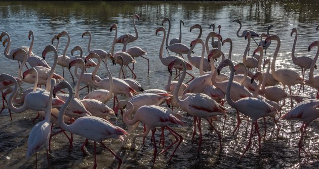 De flamingo's in het zonnetje gezet. 