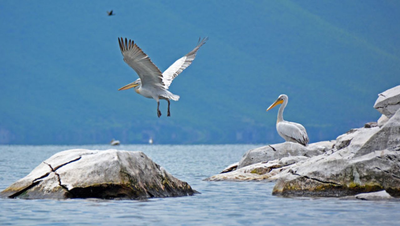 Pelikanen bij het Prespa meer in Macedonië 