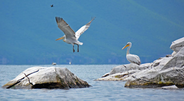 Pelikanen bij het Prespa meer in Macedonië 