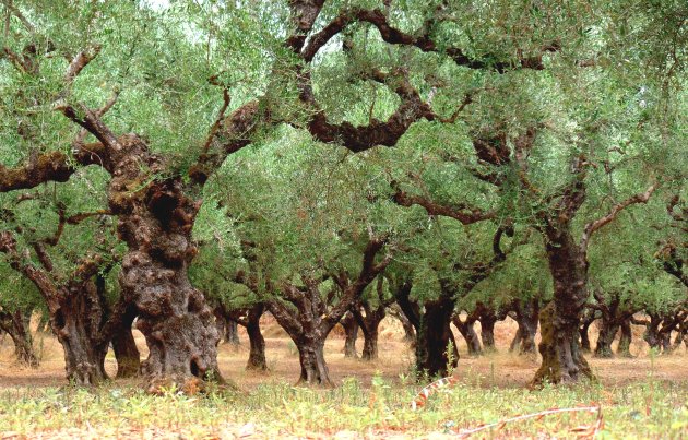 Een wandeling tussen de olijfbomen