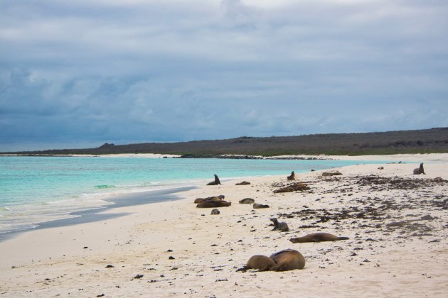 Galapagos - beach 