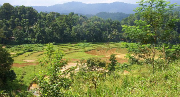landschap met rijstvelden