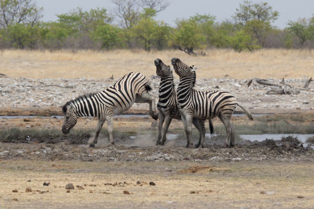 Zebra gevecht