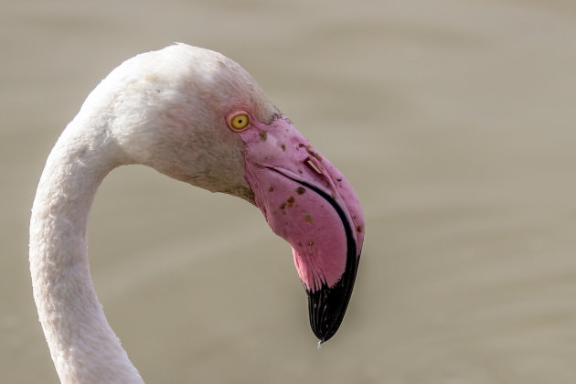 De flamingo van dichtbij