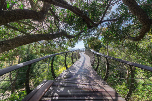 Canopy Walk in de Botanische tuinen van Kirstenbosch