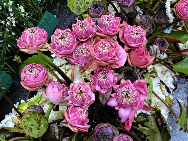 Lotusbloemen.