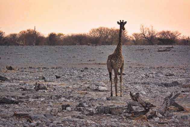 Giraffe heeft oog voor de zonsondergang, maar hij mist 2 jakhalzen