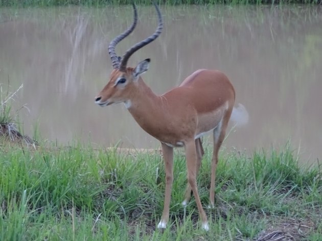 Dromerige impala 