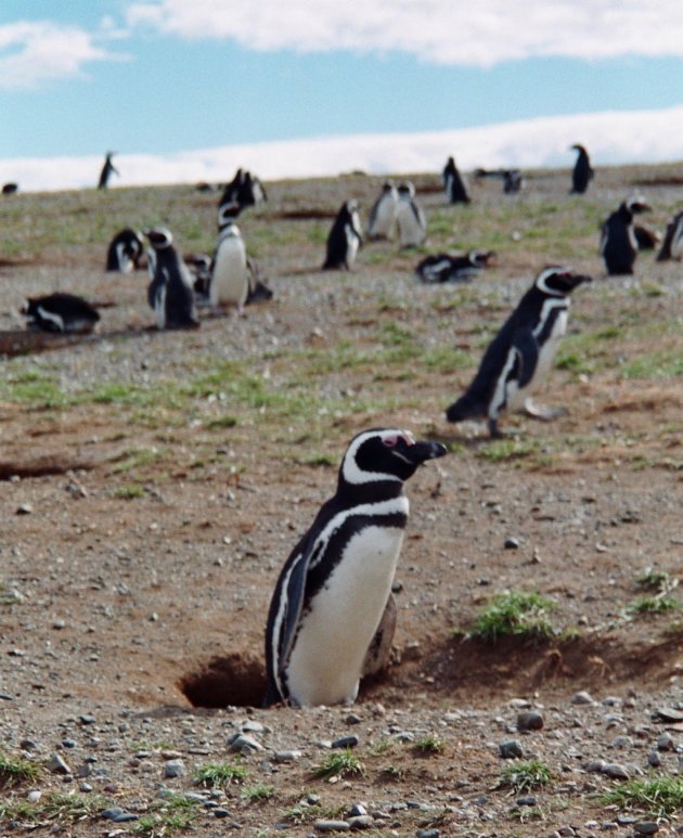 Isla Magdalena: pinguïneiland