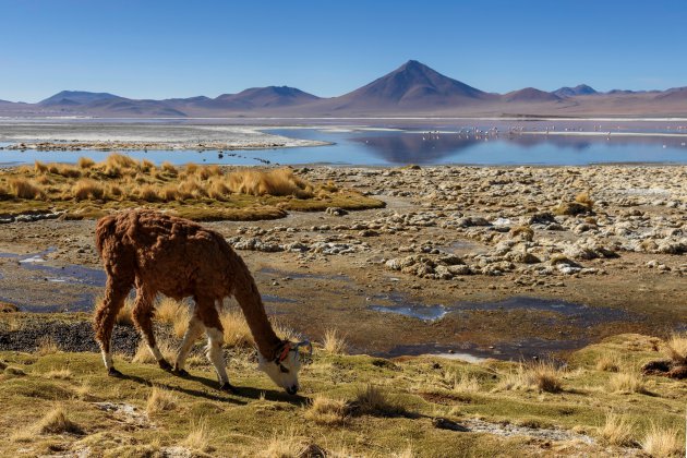Typisch Altiplano