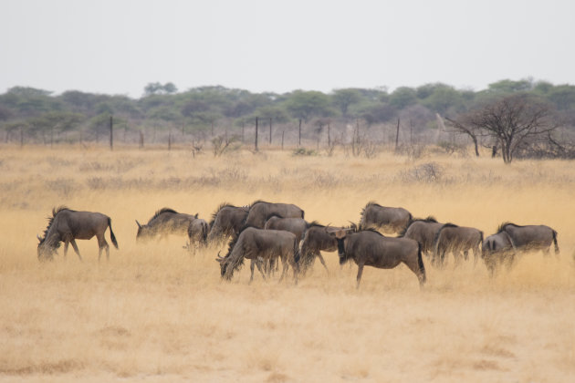 Etosha en de Wildebeesten