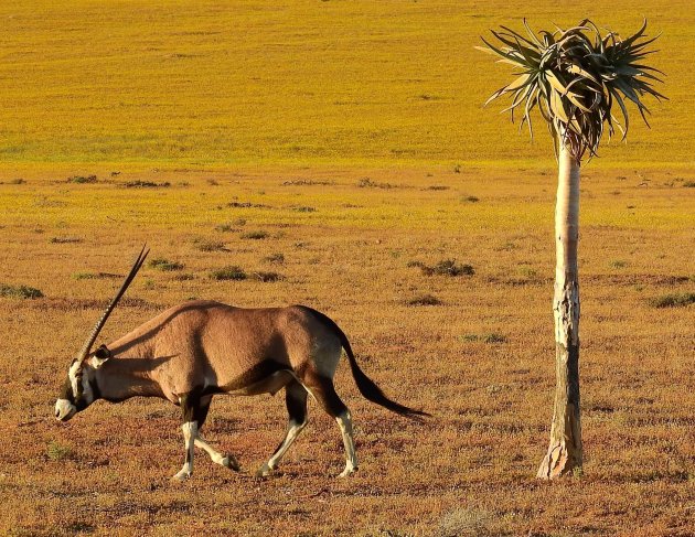 Oryx bij kokerboom. 