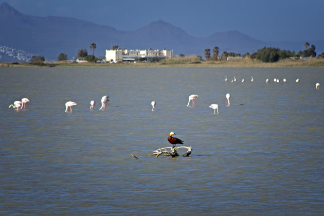 Flamingo's spotten in Kos
