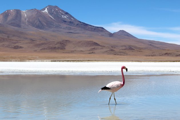 Een eenzame flamingo in Nationaal Reservaat Eduardo Avaroa