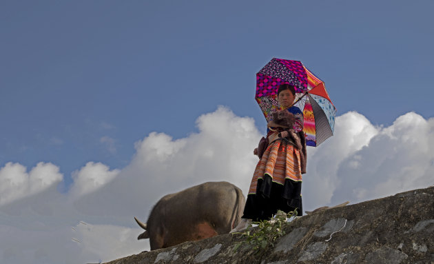 Dame met paraplu en buffel op markt Bac Ha
