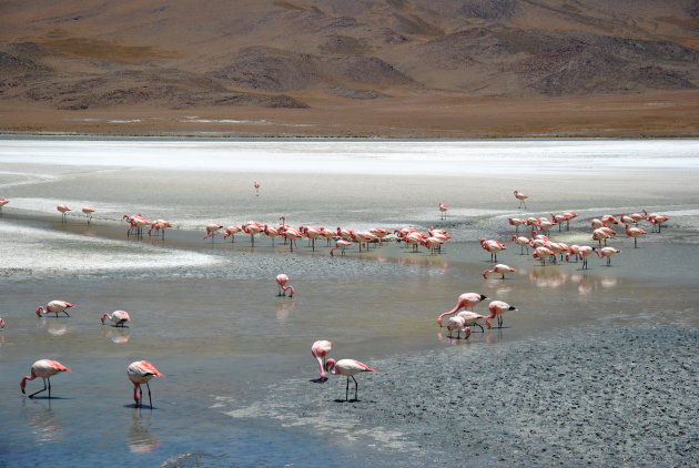 Flamingo's :) 