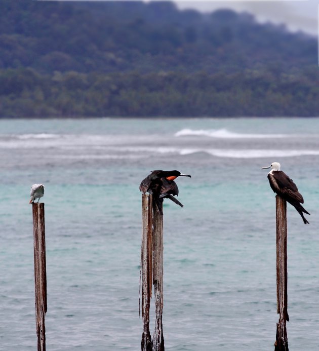 Het vogelrijk Costa Rica 8