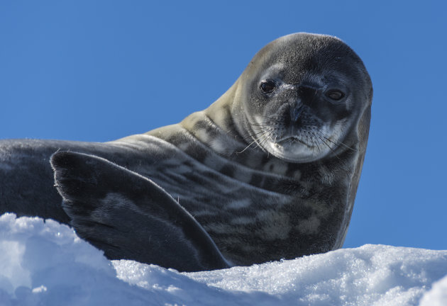 Desinteresse van een crabeater seal 
