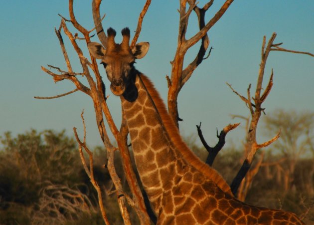 Op safari door Madikwe