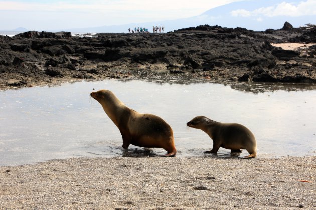 De zeeleeuwen van de Galapagos