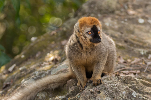 Red Fronted Lemur
