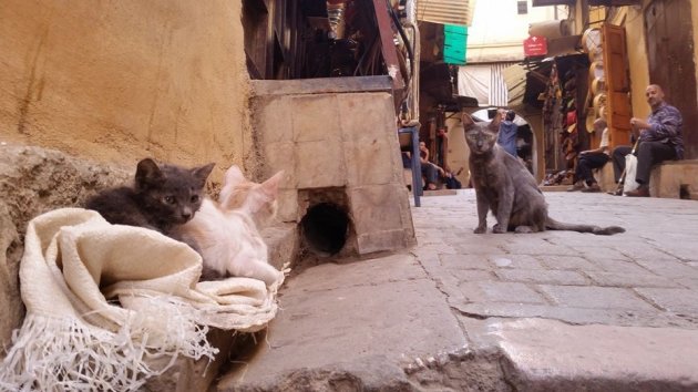 Katjes in Fez Morocco