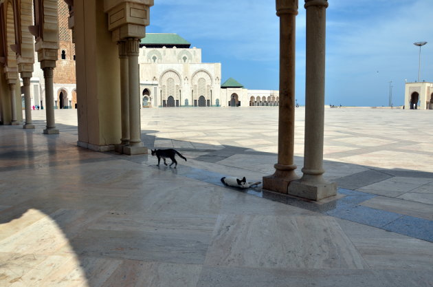 Kattenkwaad bij de moskee