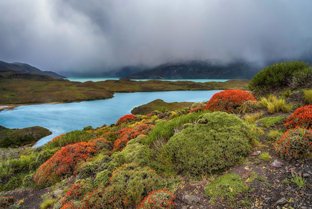 De flora van Patagonië