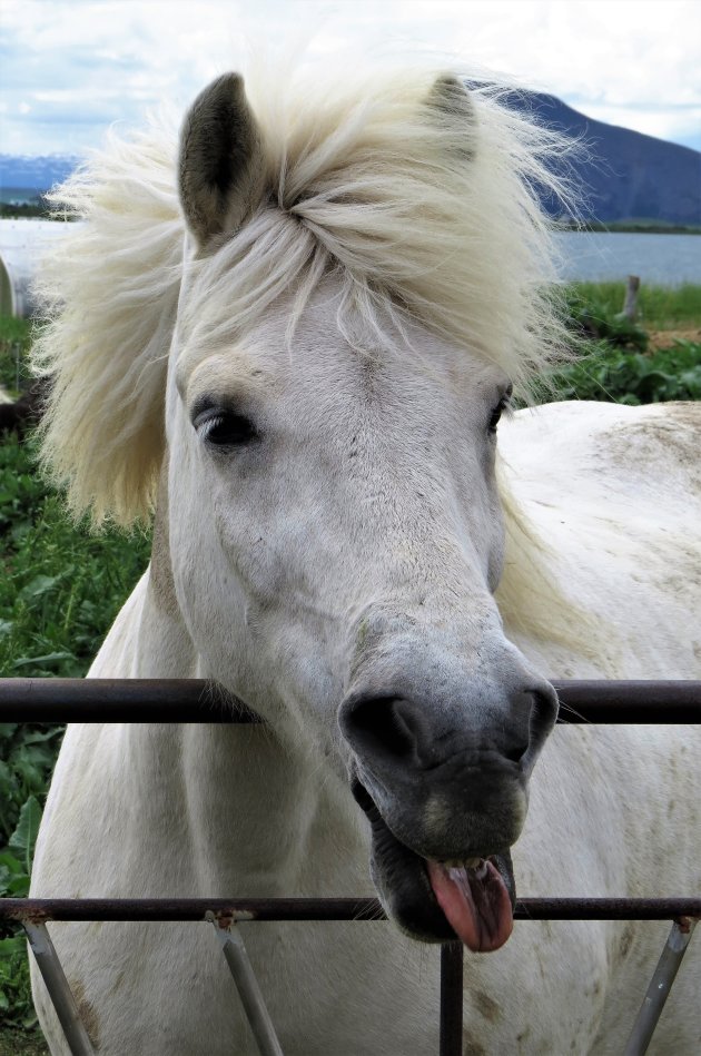 een IJslands paard met humor