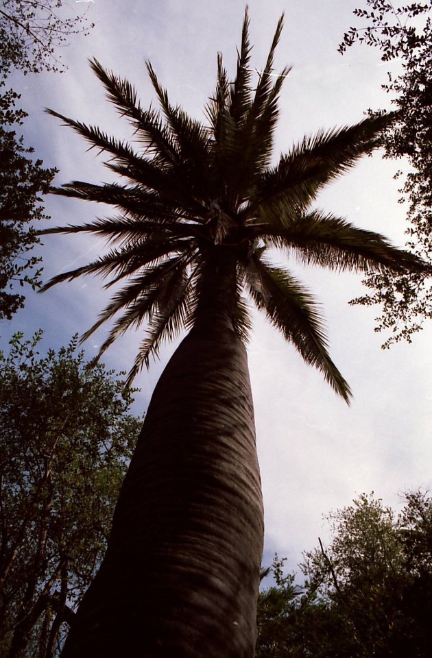 Ocoa palm