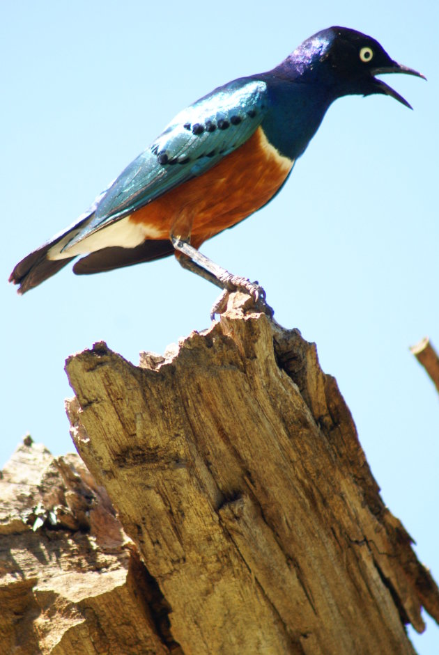 vogel in samburu