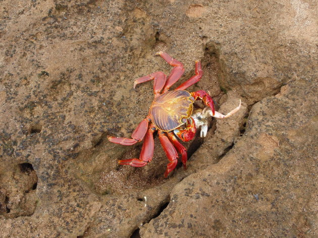 mooie crab