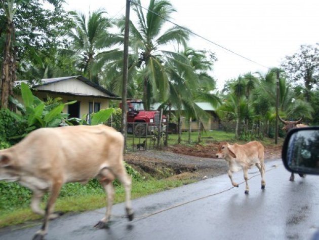 Loslopende koeien op de weg