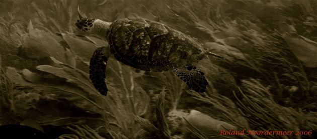 Sepia Schildpad