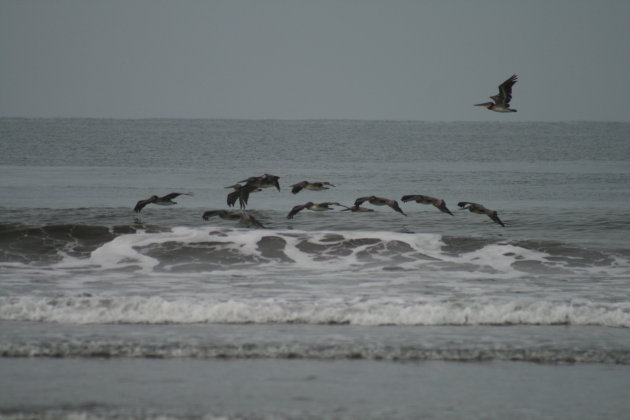 Een vlucht pelikanen