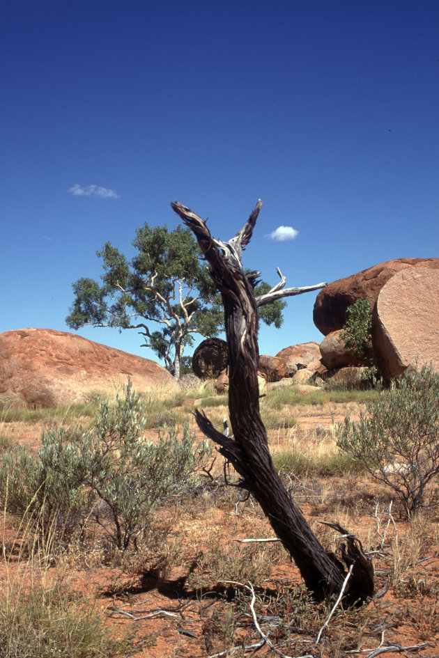 Het dorre landschap (Northern Territory)