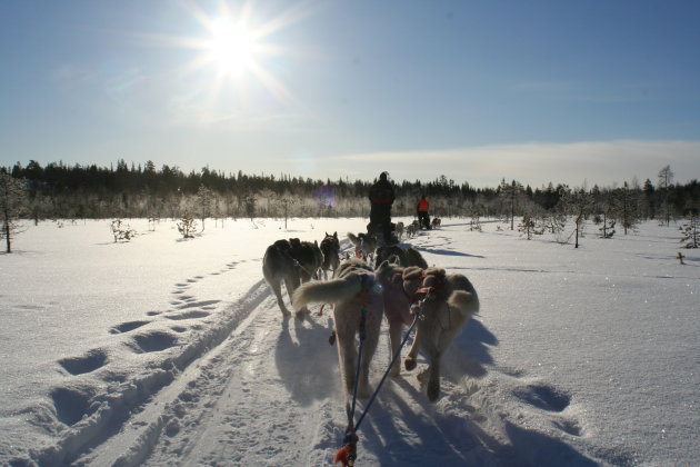 Hondensledetocht, Finland