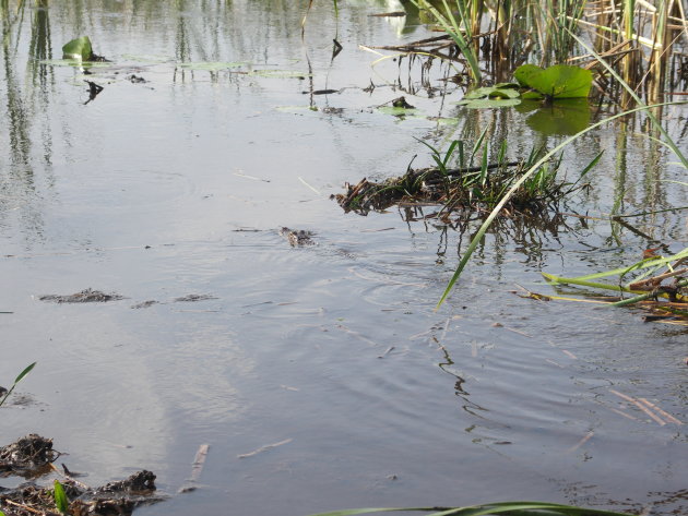 Alligator in Boggy Creek
