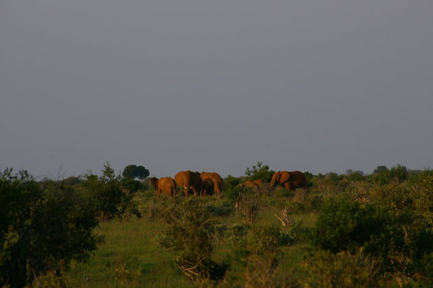 Rode Olifanten in Tsavo West