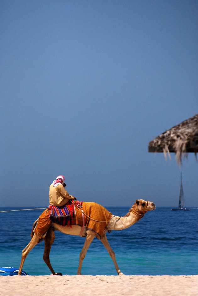 Arabian camel tourist attraction on Dubai beach