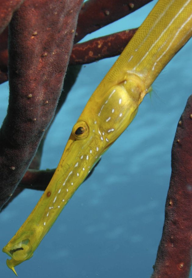 Trumpet fish with wrong camouflage
