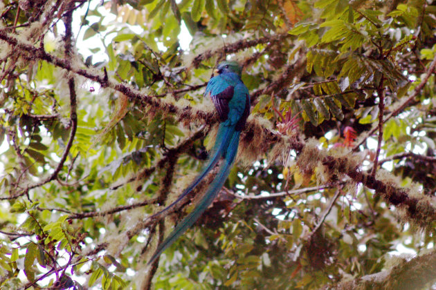 Quetzal mannetje