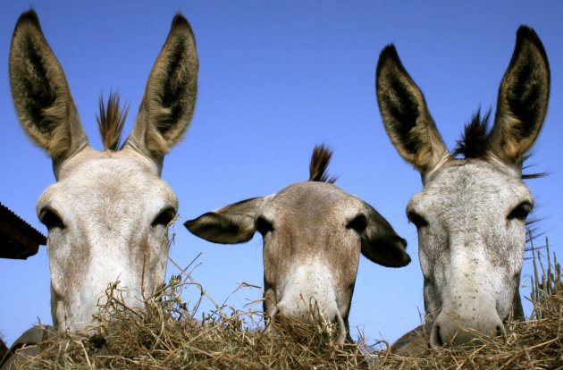 The Three Donkeys