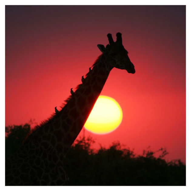 Giraffe in kenia