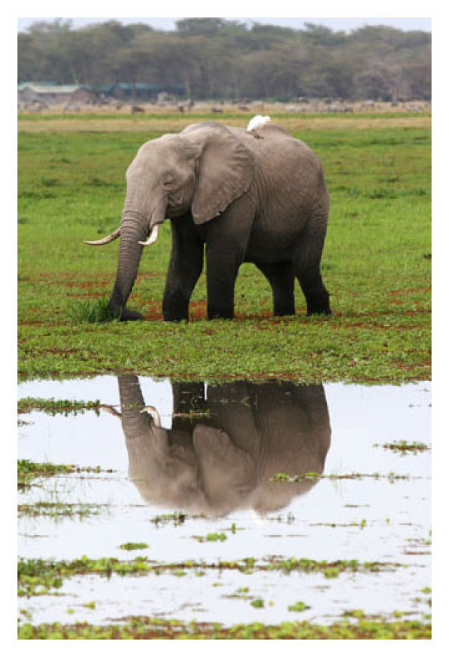 olifant en zijn reflectie
