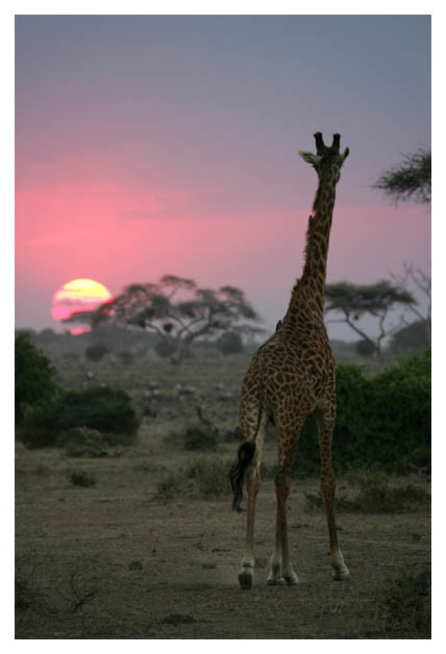 giraffe en zonsondergang