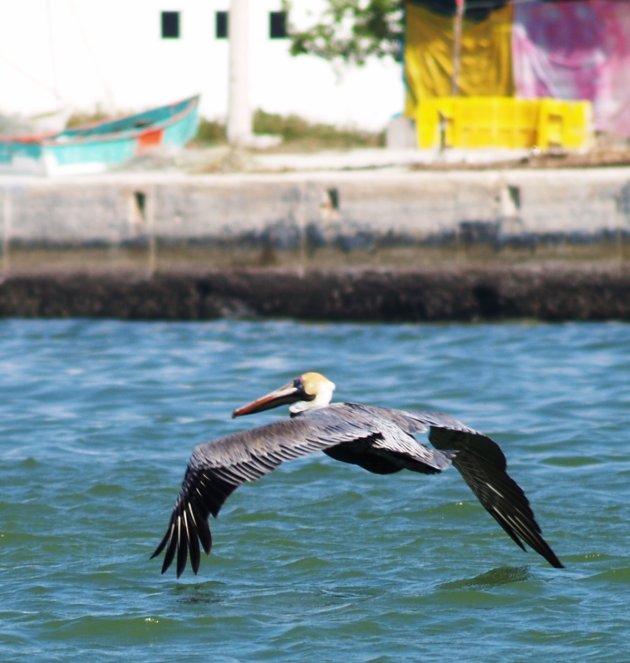 vliegende pelikaan