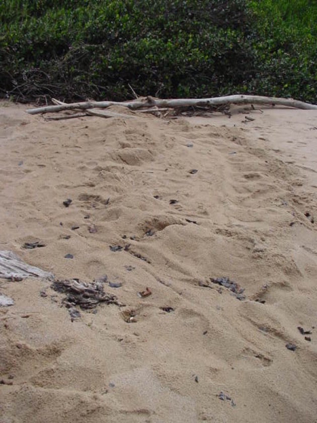 2002: Reserve Naturelle de l'Amana: spoor van een zeeschildpad. 